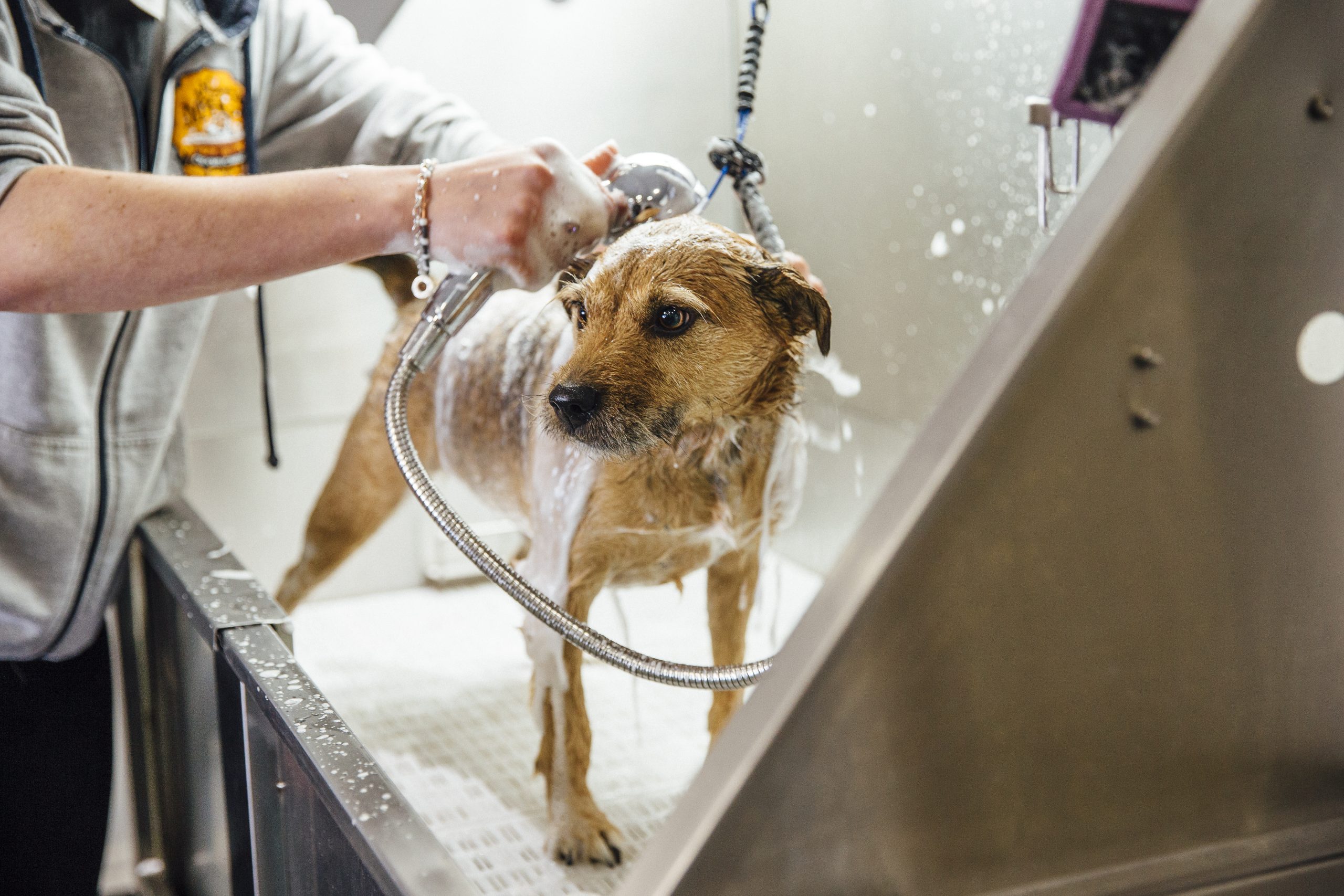 Terrier dog is standing in a wash basin, getting shampooed and rinsed by the dog groomer.
