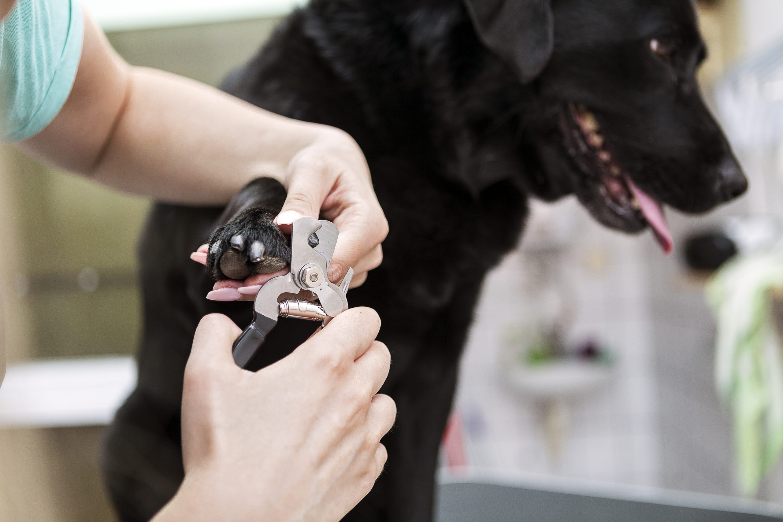 Dog groomer cutting nails on black Labrador retriever dog in grooming salon